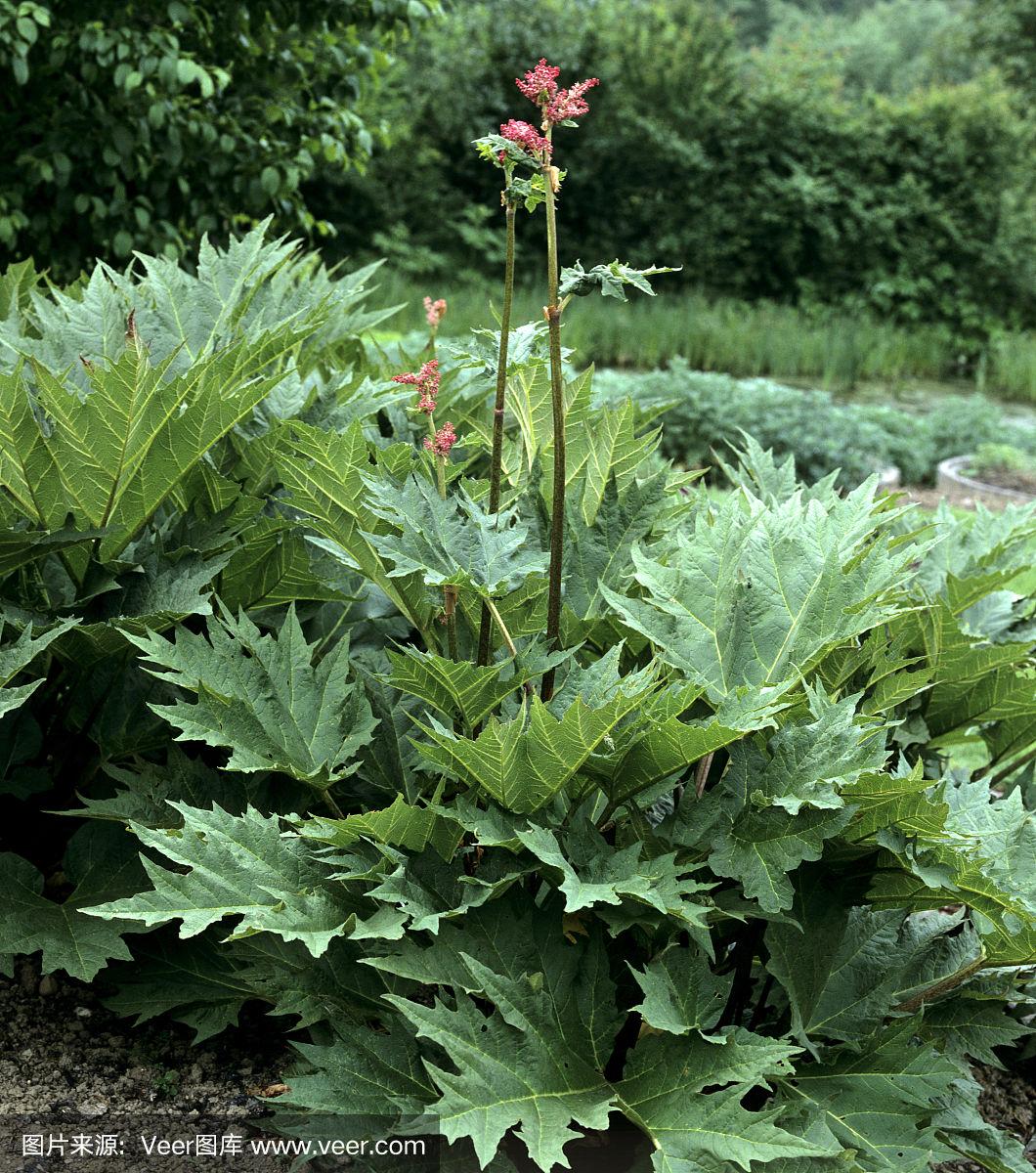  p data-id="tzrrzwtdl1cm">药用大黄是蓼科大黄属草本植物.