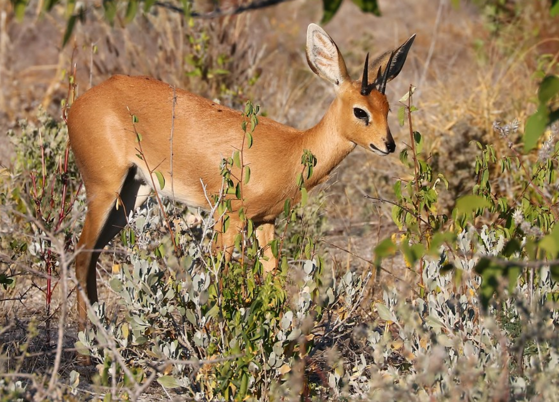 raphicerus campestris
