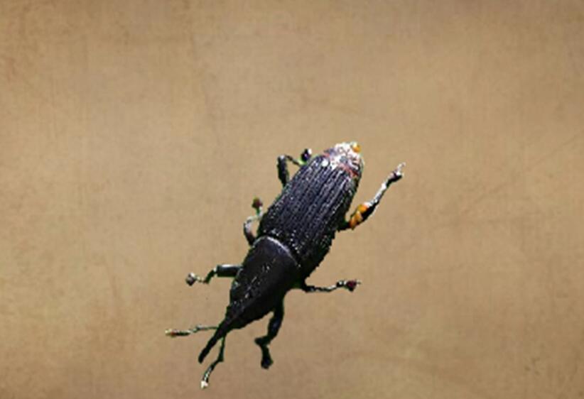 香蕉假茎象鼻虫