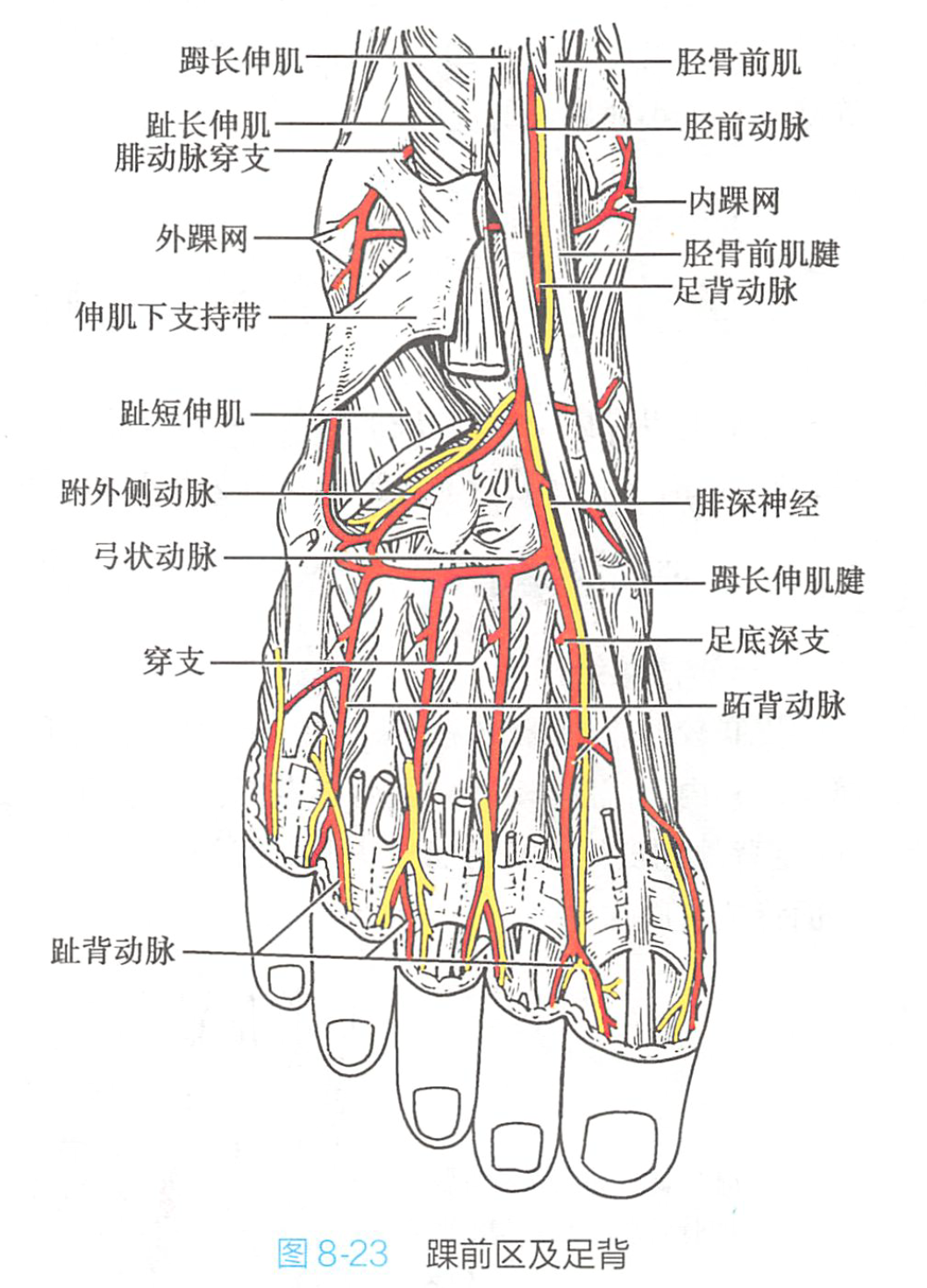6w3">足,即人身体腿部底部的可活动物体,由五个脚趾和脚掌和脚背组成