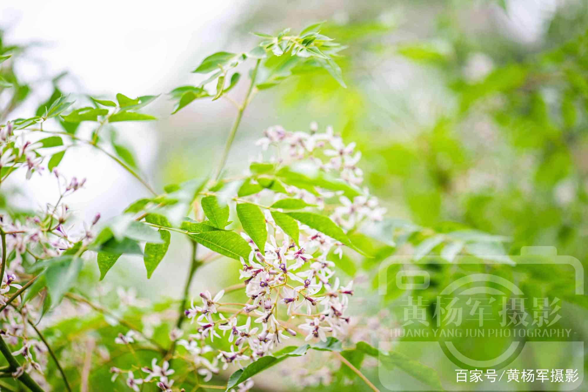 苦楝树花开的清新美，春日赣南乡村熟悉的景色_百科TA说