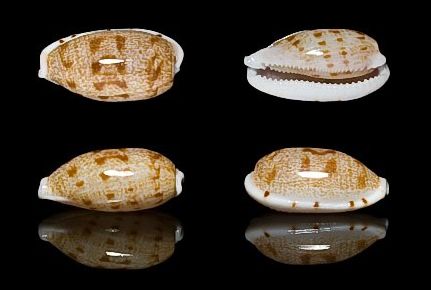  p>黑痣宝螺(学名:talostolida teres teres)是腹足纲宝螺科的 a href