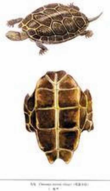  p>龟板胶为乌龟腹甲经煎熬,浓缩制成的固体胶,性偏平和,味甘而咸,有