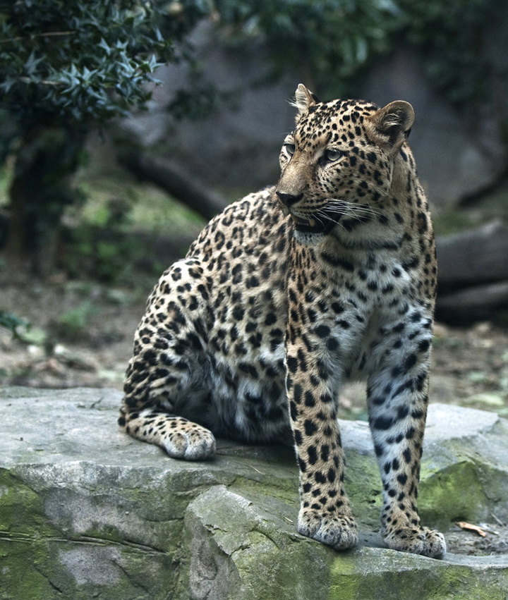  p>金钱豹(拉丁学名:panthera pardus 英文名:leopard)是中国民间对豹