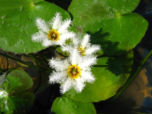  p>五指莲,生于海拔1800—1900米的 a target="_blank" href="/item