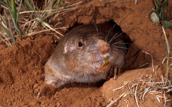 geomys bursarius ozarkensis