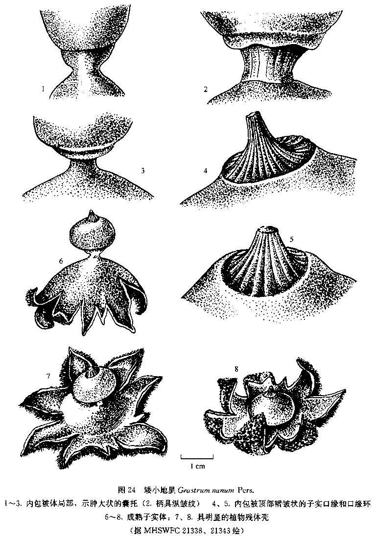5～1.5(-3.0)cm,初埋生于地下.近球形,扁球形或广卵形.