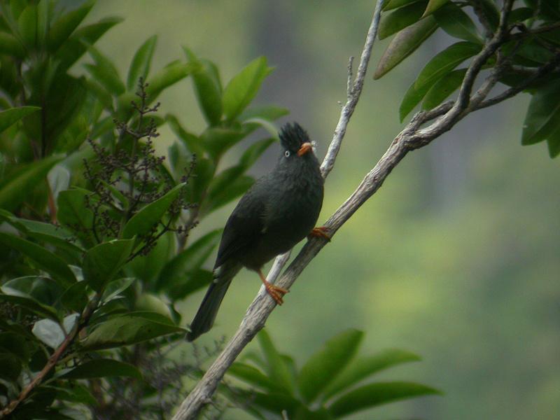  p>绿短脚鹎(学名:hypsipetes borbonicus,英文名:reunion bulbul)是 
