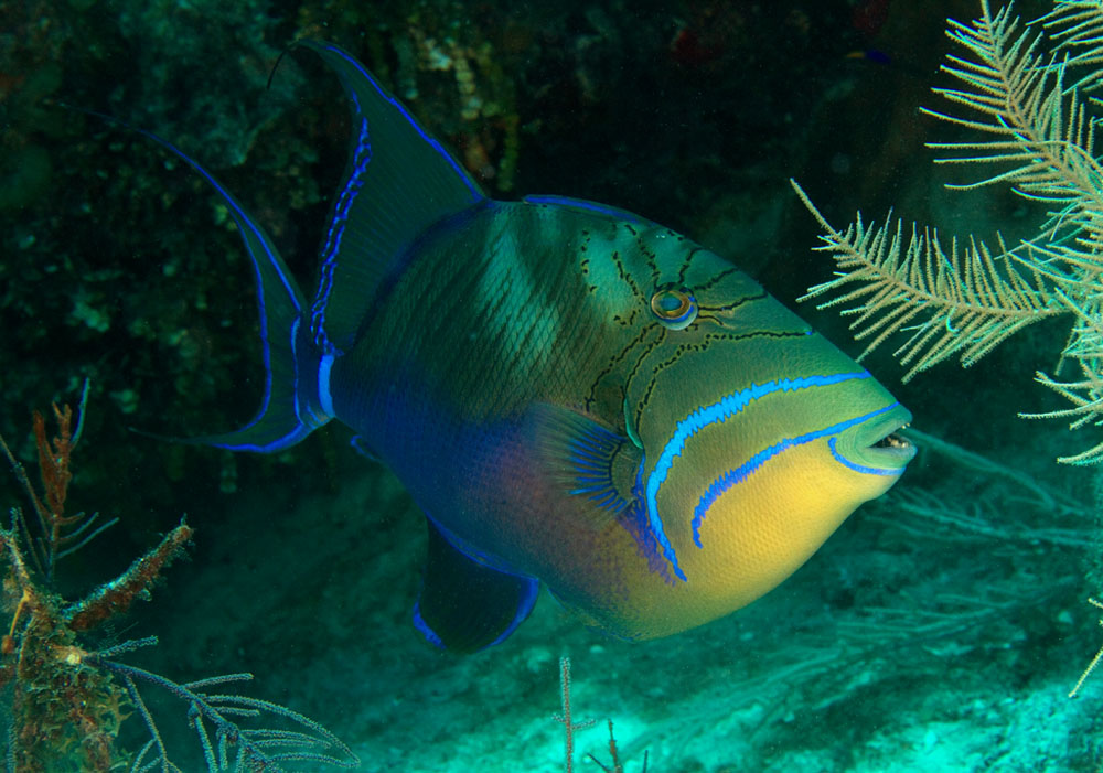  p>妪鳞鲀(学名: i>b /i> i>alistes vetula /i>)是鳞鲀科,鳞鲀属的一