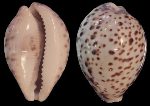 cypraea tigris
