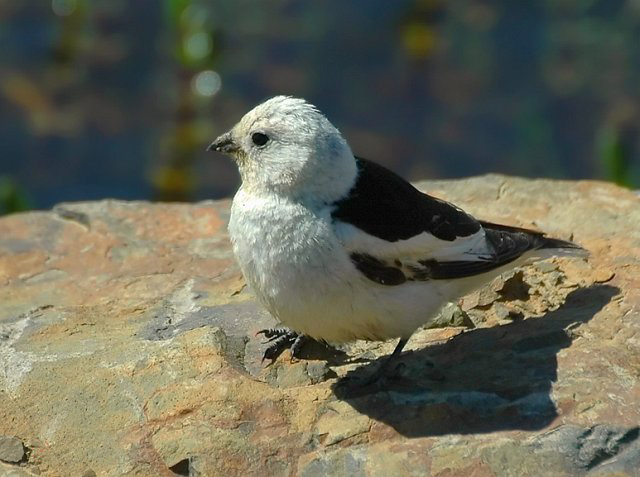 plectrophenax nivalis vlasowae