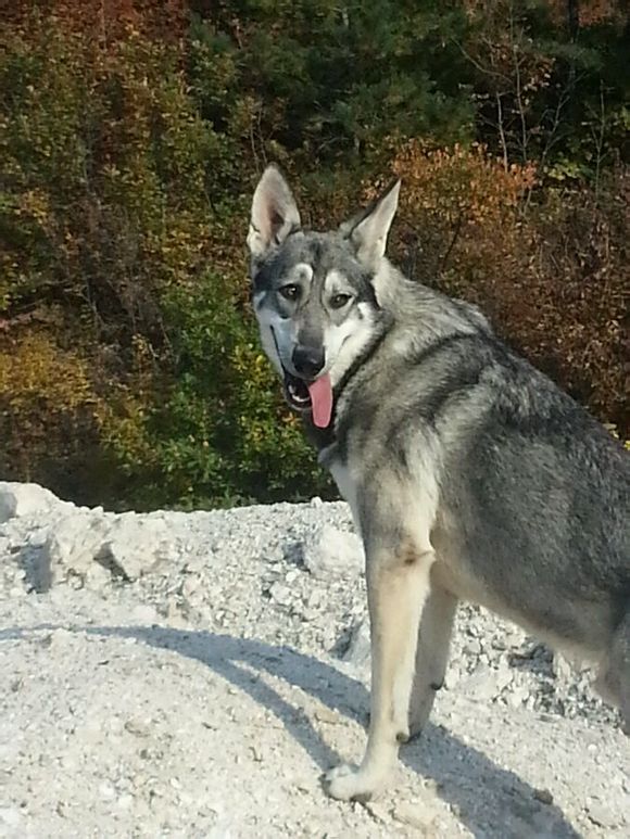 杂交狼狼混血串种狼