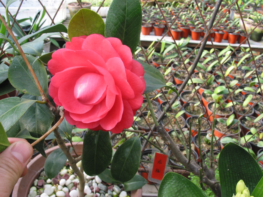 camellia freesia benten kona