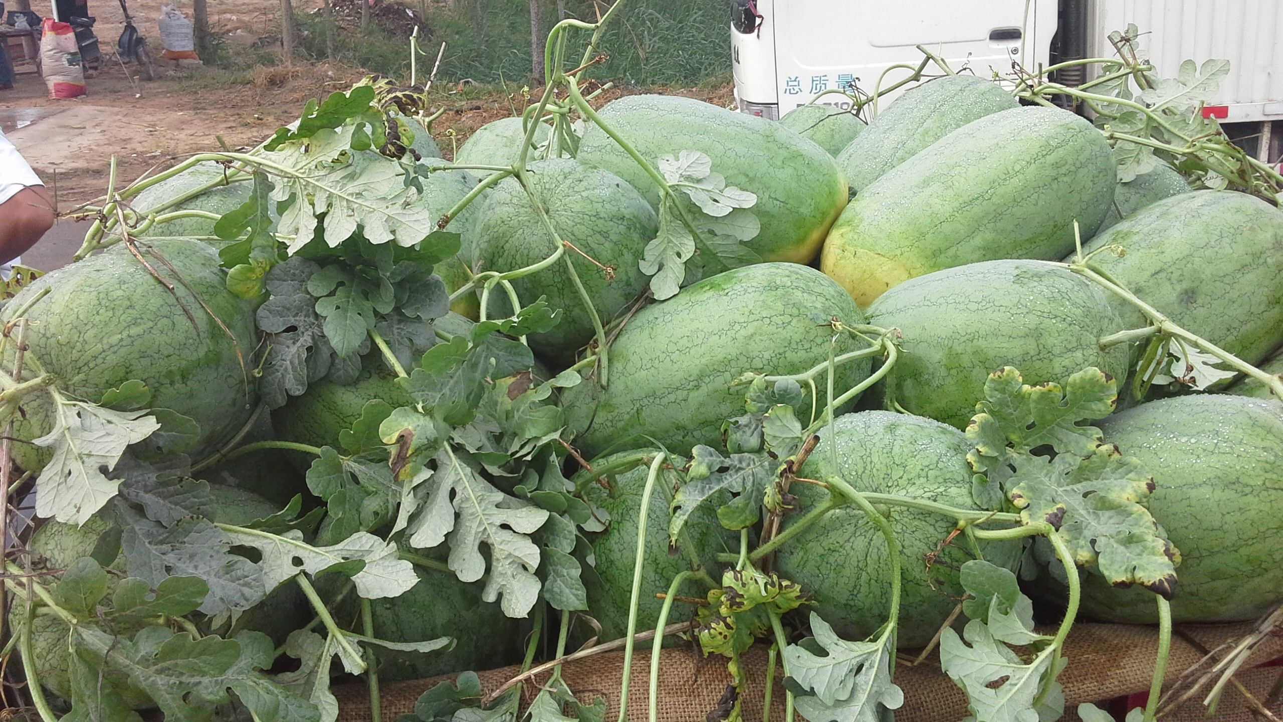 东明西瓜