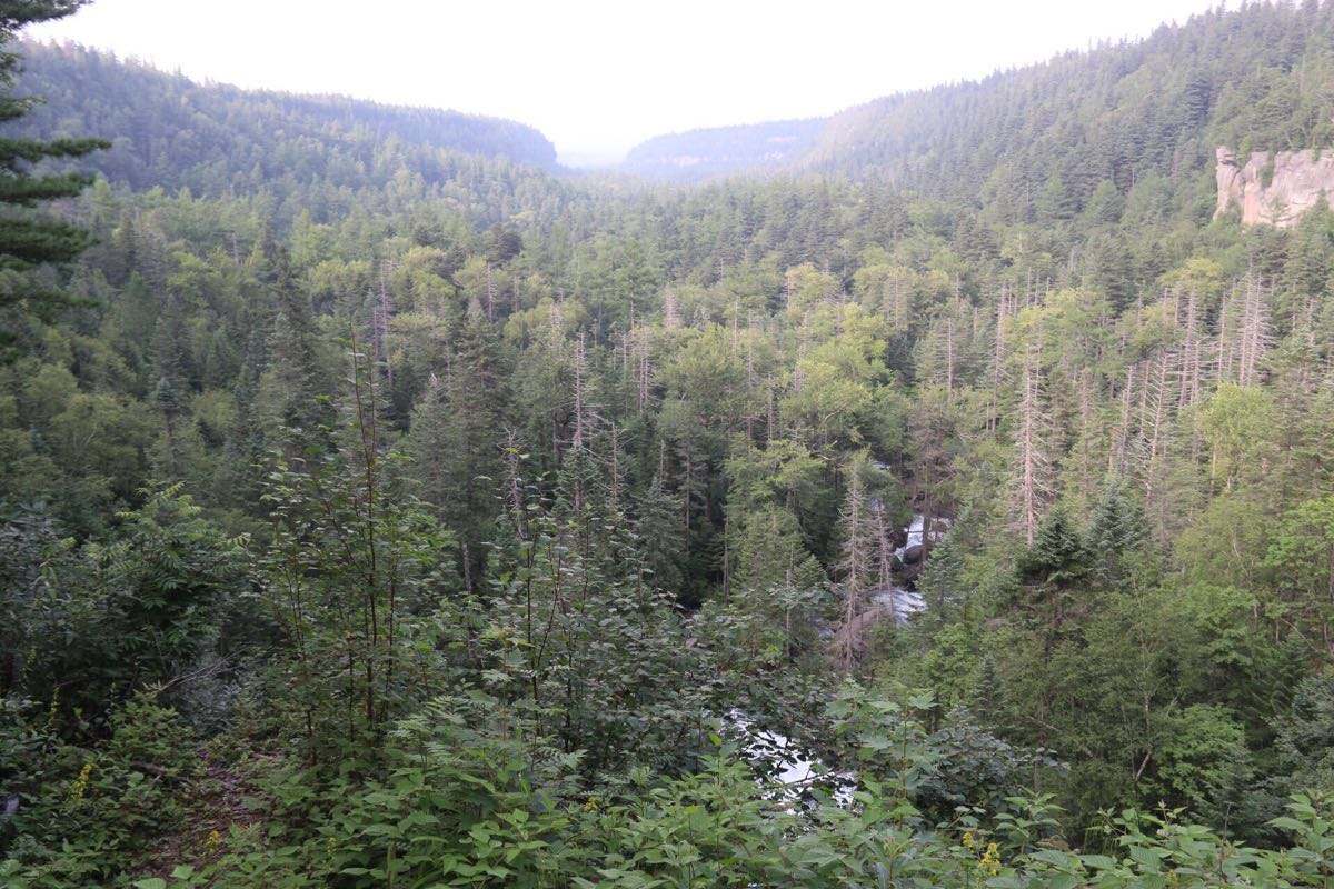 长白山谷底林海