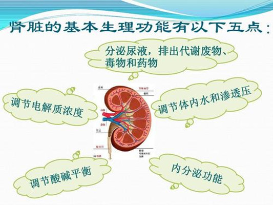 肾脏生理功能