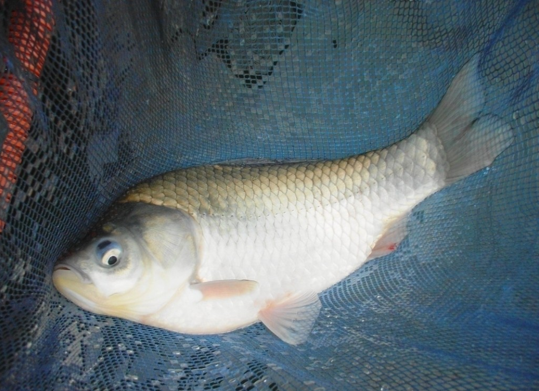  p>真骨鱼类: a href="#" data-lemmaid="1195405">硬骨鱼纲 /a>, a