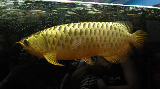 该鱼的发现始于1829 年,在南美亚马逊流域,当时是由美国鱼类学家温带