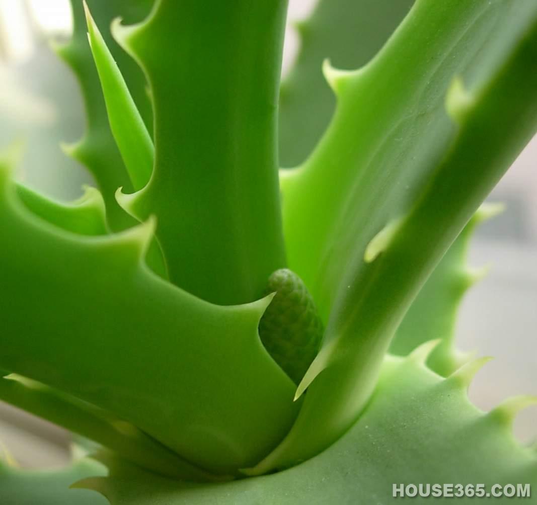 苏铁(雌)×叉孢苏铁(雄)