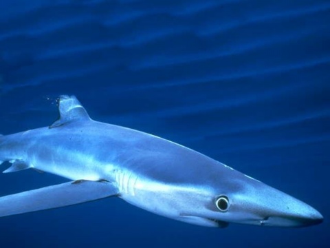 ace glauca /i>): a href="#" data-lemmaid="40174">鲨鱼 /a>的一种