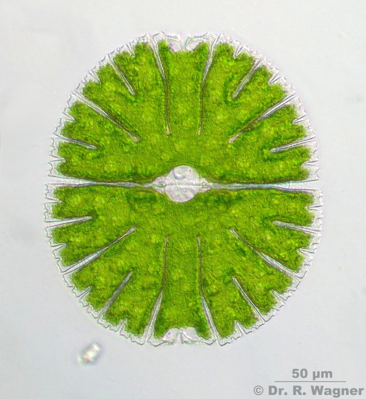  p> a target="_blank" href="/item/双星藻科/6710395" data-lemmaid