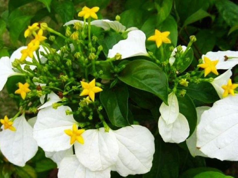  p data-id="go05e8w3jc">甘藤又叫甜藤(《嘉》),感藤.