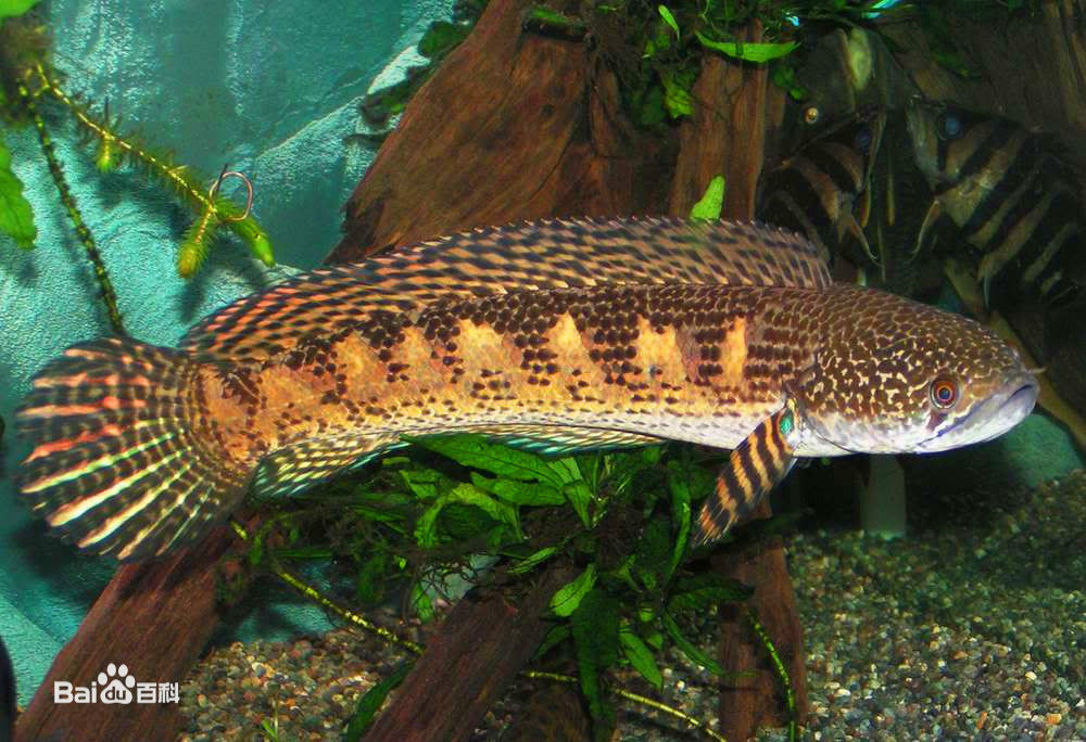  p>雷龙鱼是属于 a target="_blank" href="/it