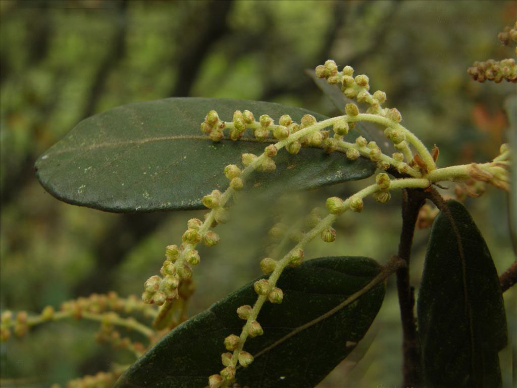quercus semicarpifolia smith