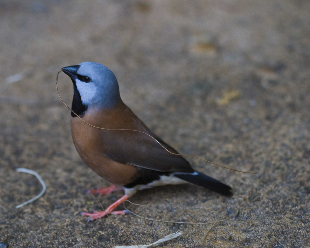  p>黑喉草雀(学名: i>poephila cincta /i>)是珍贵的 a href="#" data