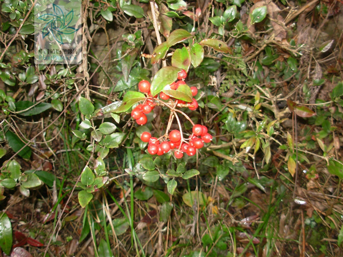  p>直角荚蒾是 a target="_blank" href="/item/臭荚蒾/8915382" data