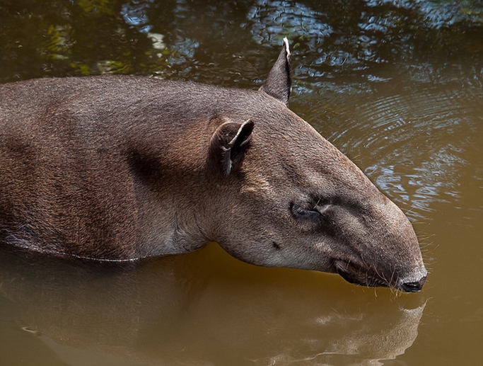  p>貘(学名: i>tapiridae, i>t /i> b> i>apirus /i> /b> /i>):貘科仅