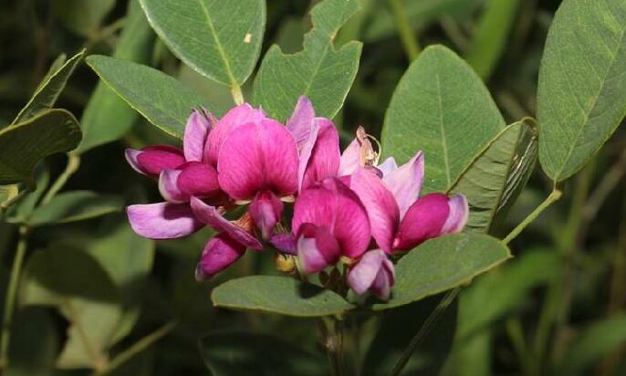 白花短梗胡枝子