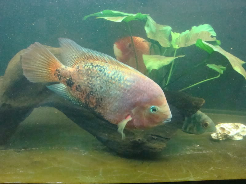  p>紫红火口,学名粉红副尼丽鱼(paraneetroplus synspilus),是 a