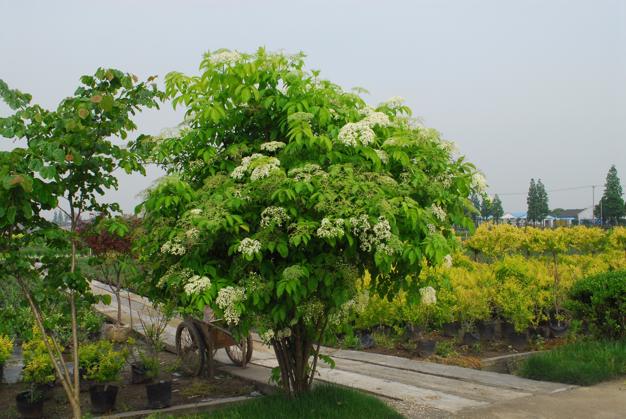 接骨木图片(接骨木图片功效和作用)