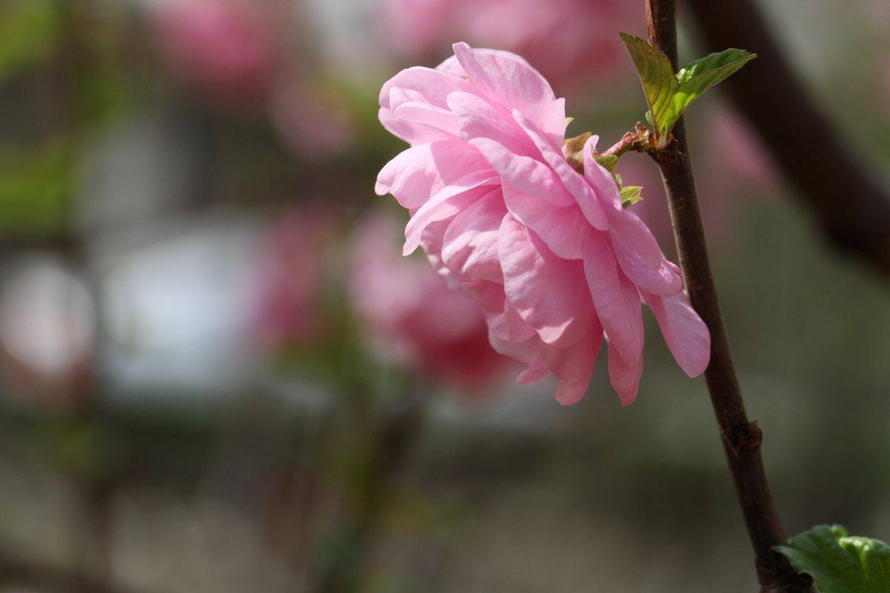 prunus persica atropurpurea