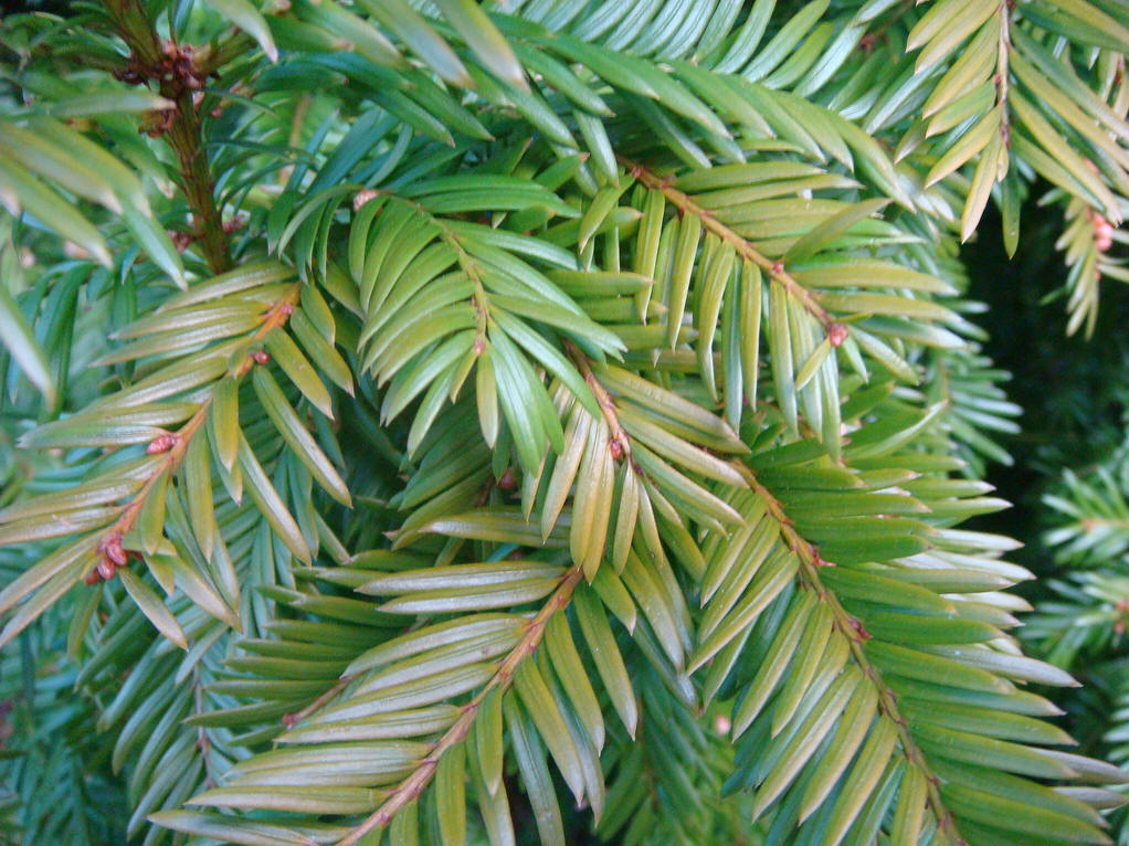 美国加利福尼亚州