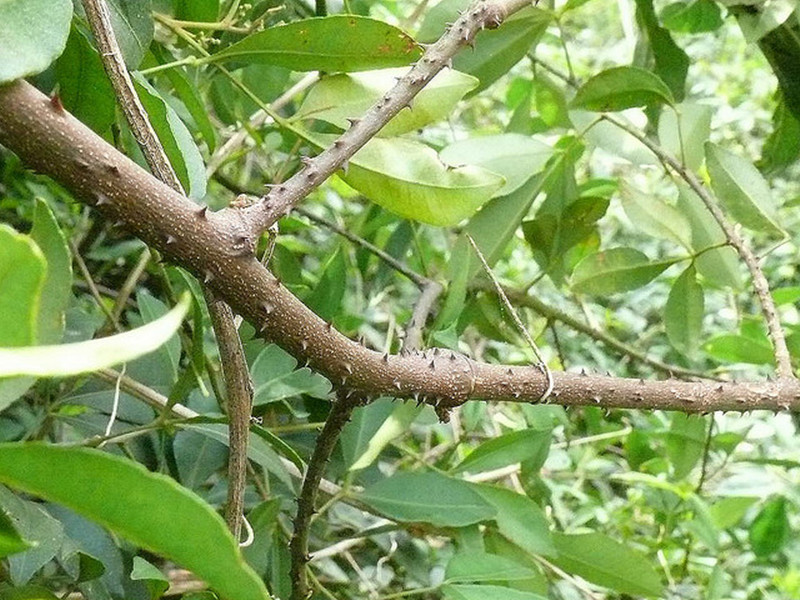 notochaete longiaristata