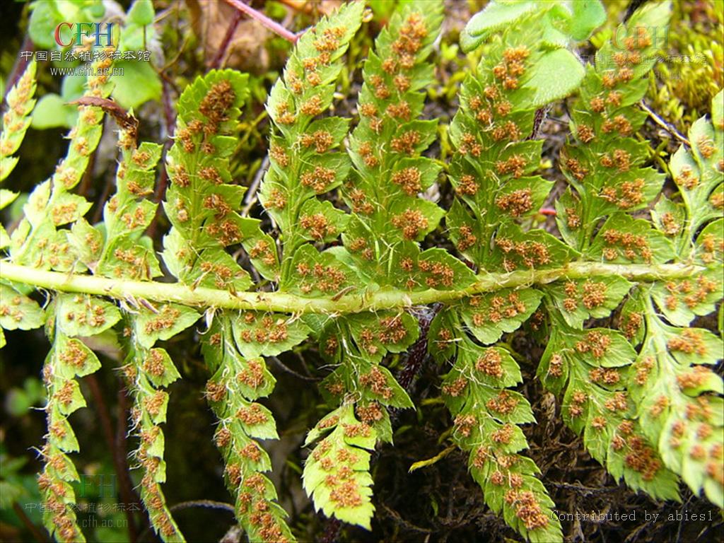 孢子囊群生在上部羽片.中国境内产于四川和云南等地.生地海拔较高.