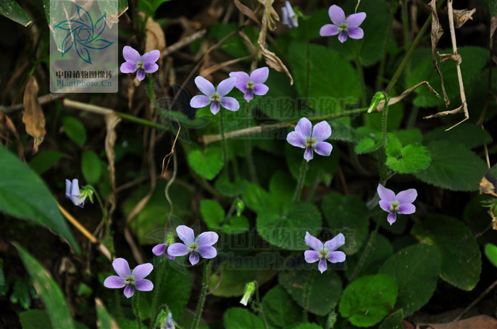  p>柔毛堇菜(学名:viola principis)是堇菜科堇菜属的多年生草本植物.