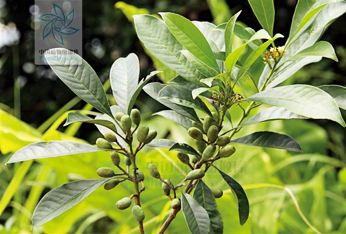 osmanthus matsumuranus hayata