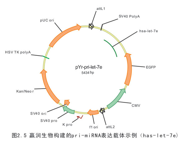  p>microrna (mirna) 是一类由 a target="_blank" href="/item/内源