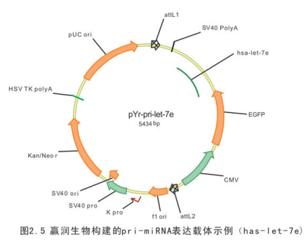 微小RNA_百度百科
