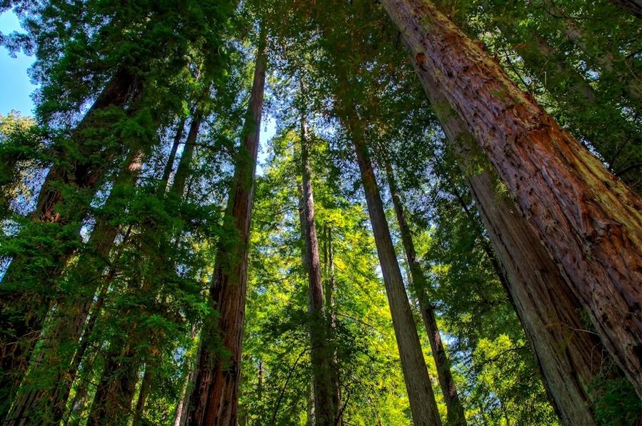 pseudotsuga wilsoniana hayata