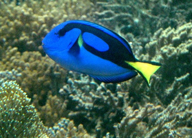  p>拟刺尾鲷( i>paracanthurus hepatus /i>):又称蓝倒吊,刺尾鱼科副
