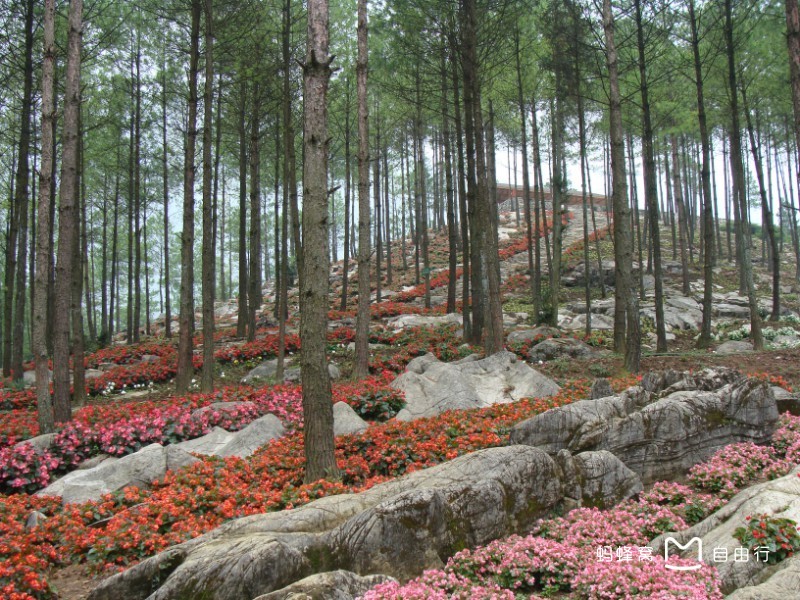 武陵山国家森林公园