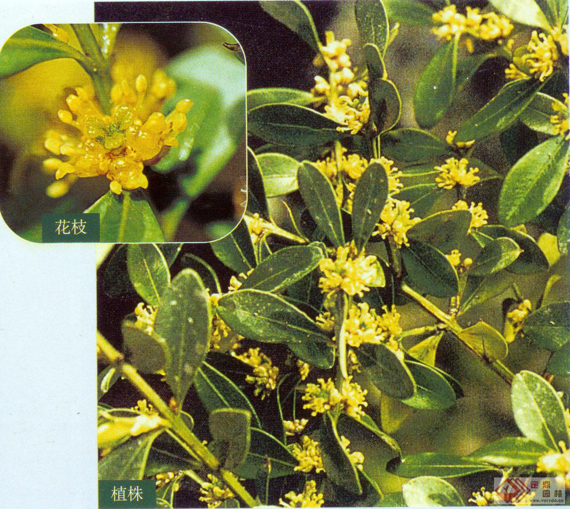  p>海南黄杨(学名: i>buxus hainanensis  /i>merr.