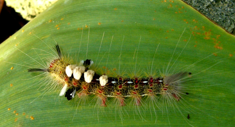  p>多尾凤蛾,即马达加斯加金燕蛾(学名: i>urania ripheus /i>)的俗称