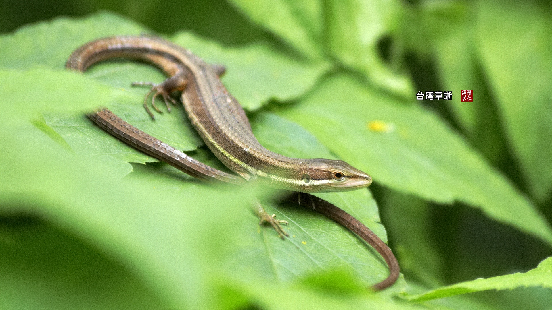 草蜥