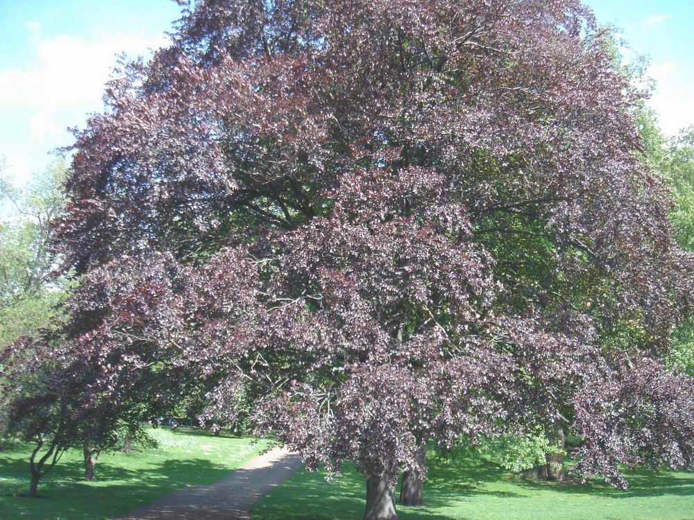 日本红叶乔木紫薇