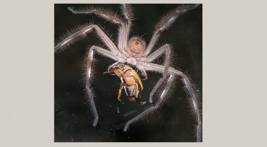 中文目名: a target="_blank" href="/item/蜘蛛目/2404996" data